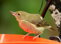 Rusty Flowerpiercer