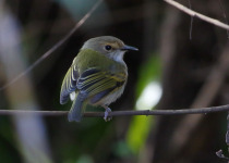 Rusty-fronted Tody-Flycatcher