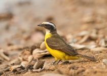 Rusty-margined Flycatcher