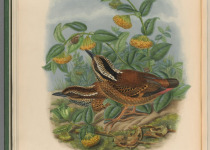 Rusty-naped pitta