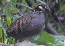 Rusty-naped pitta