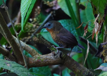 Rusty-throated wren-babbler