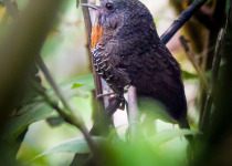 Rusty-throated Wren-Babbler