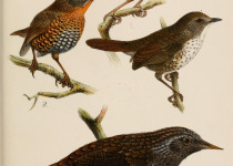 Rusty-throated wren-babbler