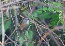 Rusty-throated Wren-babbler