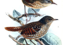 Rusty-throated Wren-Babbler