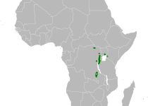 Rusty-throated Wren-Babbler