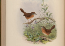 Rusty-throated wren-babbler