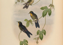 Rusty-tinged Antpitta