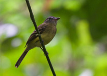 Rusty-winged Antwren
