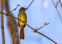 Rusty-winged Barwing