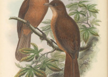 Rusty-winged Barwing