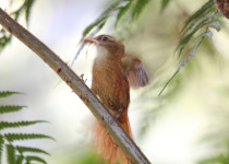 Rusty-winged Barwing