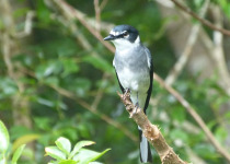 Ryukyu Minivet