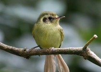 São Paulo Tyrannulet