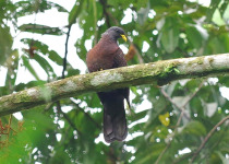 São Tomé Green Pigeon