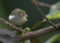 São Tomé white-eye