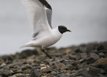 Sabine's gull