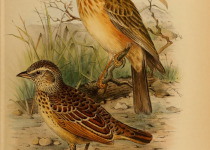 Sabota lark