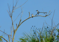 Sacred Kingfisher