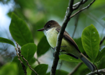 Sad Flycatcher