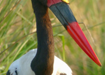 Saddle-billed stork