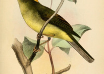 Saffron-crested Tyrant-Manakin
