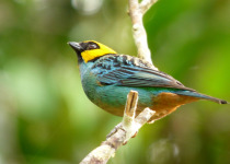 Saffron-crowned Tanager