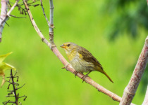 Saffron Finch