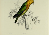Saffron-headed Parrot