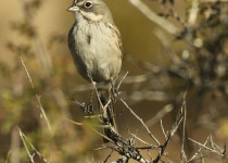 Sagebrush Sparrow