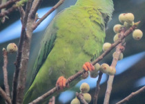 Saint Thomas parakeet