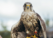 Saker falcon