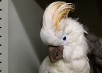 Salmon-crested cockatoo