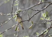 Salvadori's Seedeater