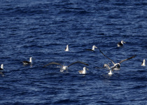 Salvin's albatross
