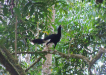 Salvin's curassow
