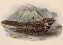 Salvin's Nightjar