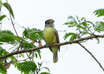 Salvin's pachyramphus