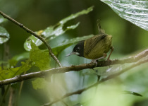 Samar Olive-backed Sunbird
