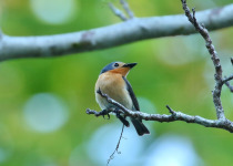 Samoan Flycatcher
