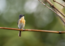 Samoan Flycatcher
