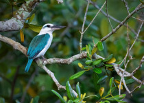 Samoan kingfisher