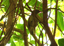 Samoan White-eye