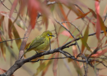 Samoan White-eye