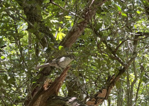 San Cristobal Mockingbird