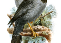 San Cristobal thrush