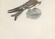 Sand-colored Nighthawk