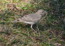 Sand Lark