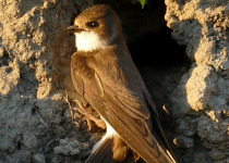 Sand Martin